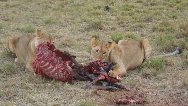 Amboseli 2 Nights 3 Days - Image 2