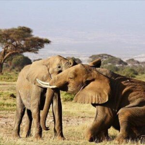 Amboseli 2 Nights 3 Days