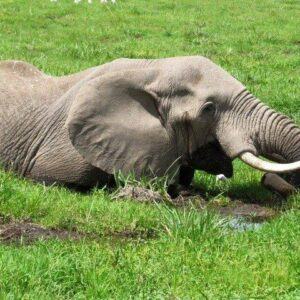 Amboseli 1 Night 2 Days | 2 Nights 3 Days