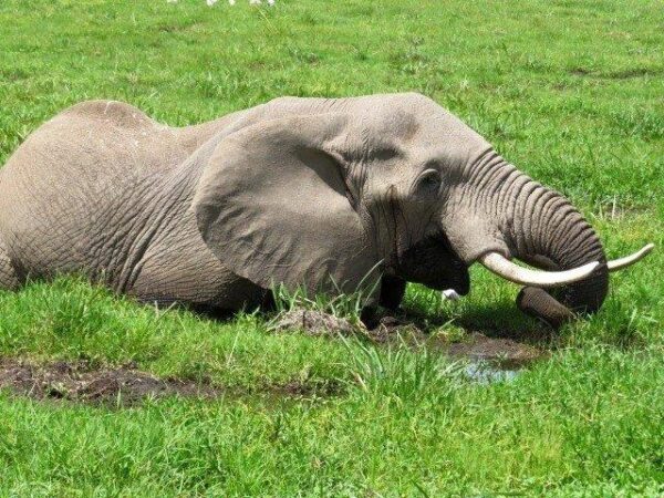 Amboseli 1 Night 2 Days | 2 Nights 3 Days