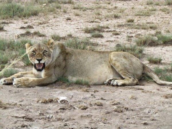Maasai Mara and Diani Beach Vacation 8 Days - Image 2