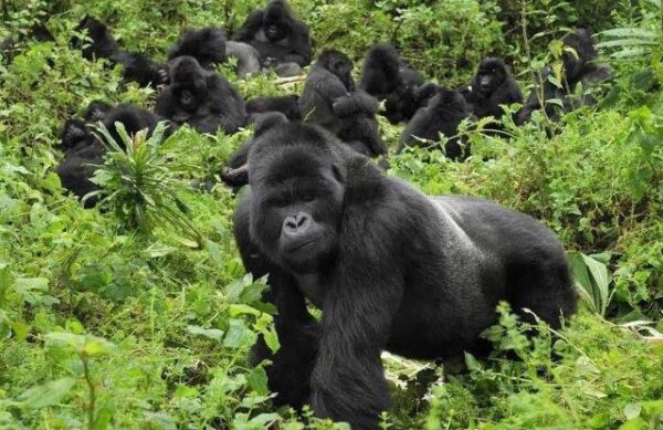15 Days Kenya & Rwanda Safari Vacation - Image 2