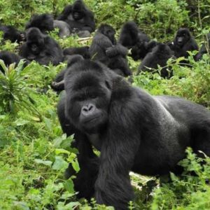 One Day Rwanda Gorilla Tracking
