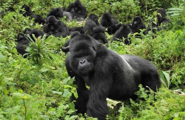 One Day Rwanda Gorilla Tracking