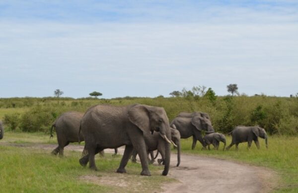 15 Days Kenya & Rwanda Safari Vacation - Image 6