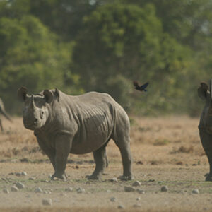 6 Nights 7 Days Samburu, Great Rift Valley Lakes & Masai Mara