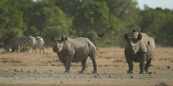 6 Nights 7 Days Samburu, Great Rift Valley Lakes & Masai Mara