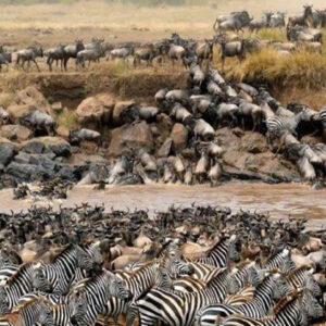 Maasai Mara Wildebeest Migration The Seventh World Wonder 2022-2023