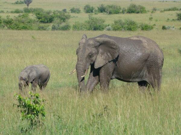 Maasai Mara Wildebeest Migration The Seventh World Wonder 2022-2023 - Image 2