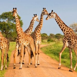 15 Days Kenya & Rwanda Safari Vacation
