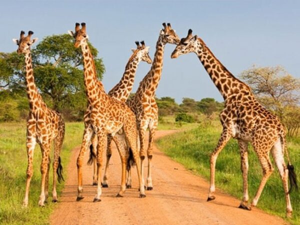 15 Days Kenya & Rwanda Safari Vacation