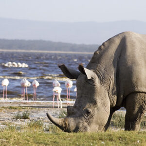 photo credit - kws