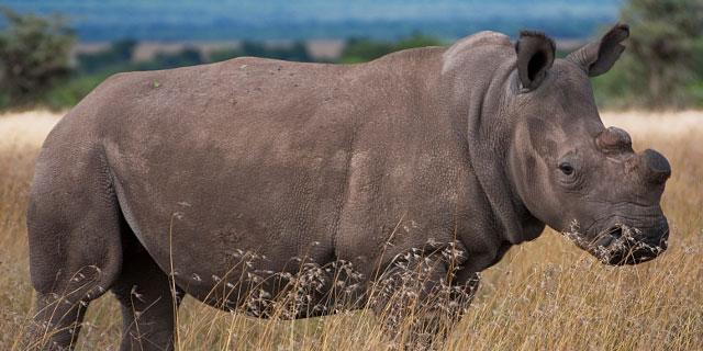 photo credit -Ol Pejeta Conservancy