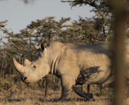 Ol Pejeta Conservancy One Day Safari From Nairobi