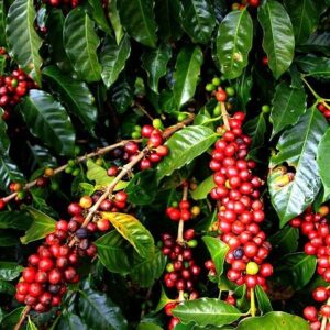 Karunguru Coffee Farm Tour