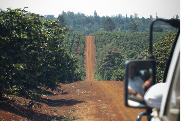 Karunguru Coffee Farm Tour - Image 2