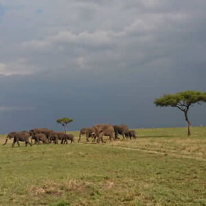 Maasai Mara and Diani Beach Vacation 8 Days