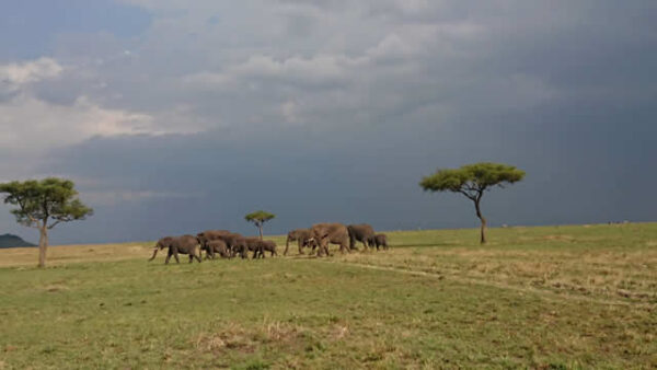 Maasai Mara and Diani Beach Vacation 8 Days